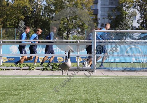 23.09.2022, TSV 1860 Muenchen, Training 

Hier nur Vorschaubilder !